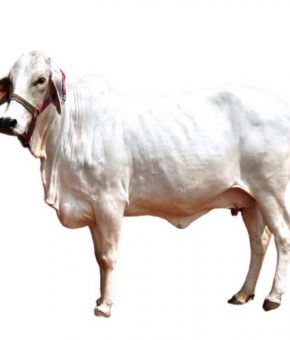 Cow For Qurbani (Full) - Donation