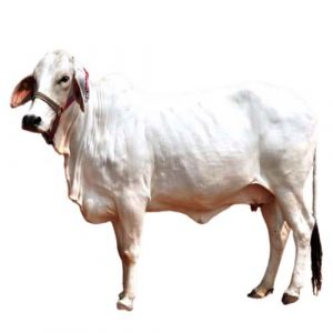 Cow For Qurbani (Full) - Donation